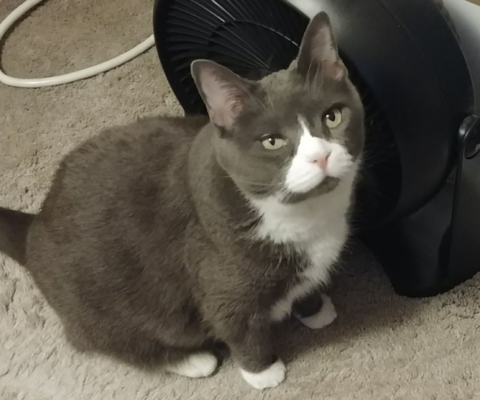 Why Adopting a Senior Pet Will Completely Change Your Life