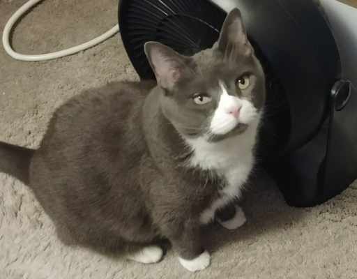 Belle in Front of Fan