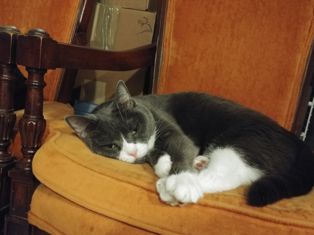 Belle in her Chair