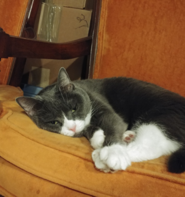 Holistic Pet Health: Integrating Eastern and Western Approaches to Pet Care