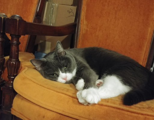 Belle in her Chair