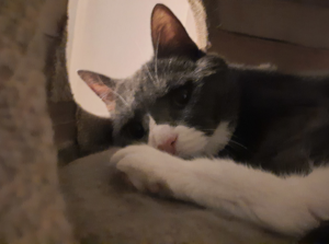 Belle in her Hut