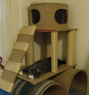 The Importance of Vertical Space for Indoor Cats