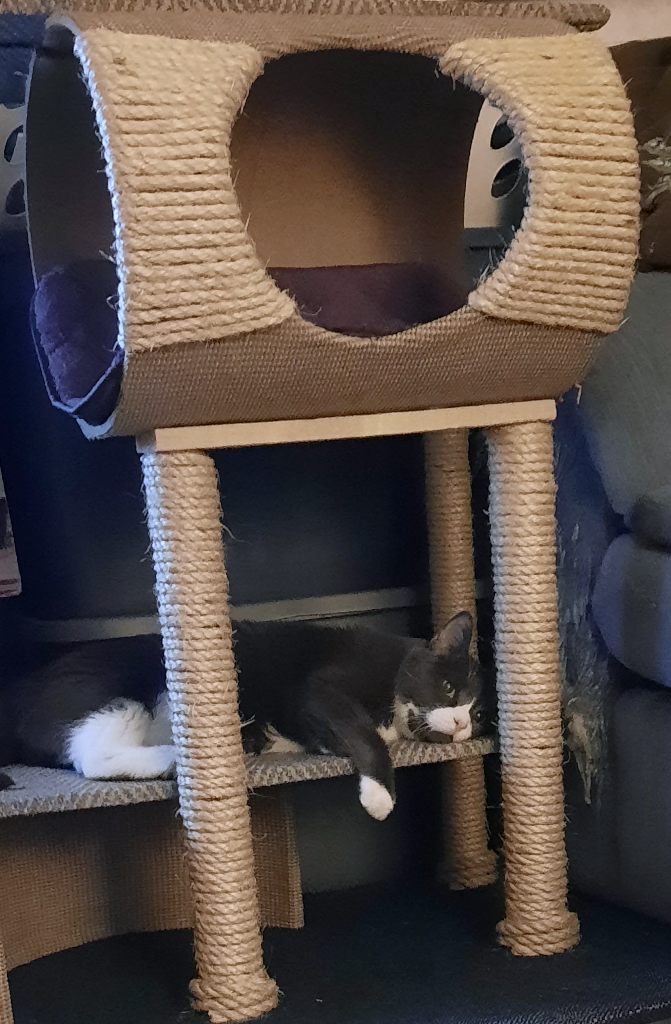 BellenPaws.com - Belle in Seamus's Tree