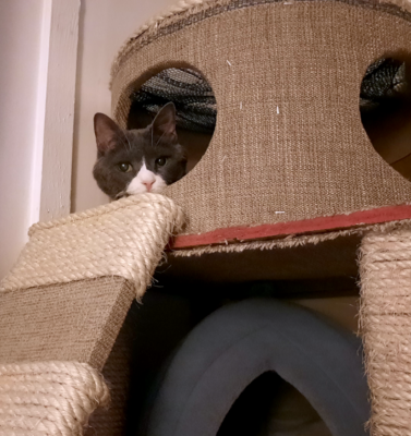 Ramps vs. Steps: Helping Senior Pets Reach Stairs and Furniture Safely