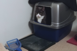 Belle in Litter Box