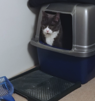 The Quiet Clues in the Litter Box We Often Miss