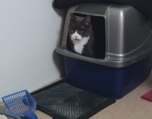 Belle in Litter Box