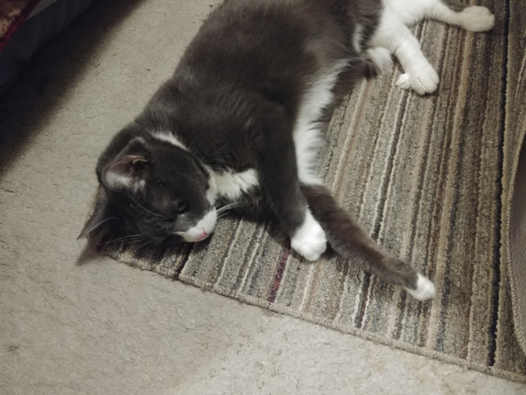 Belle on Living Room Floor