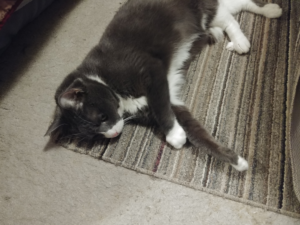 Belle on Living Room Floor