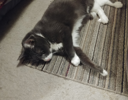 Belle on Living Room Floor