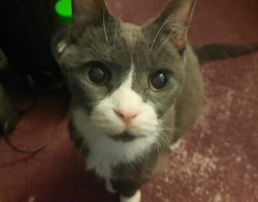 Belle Starting to Lose her Eyesite