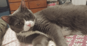 BellenPaws.com - Belle Lying on Bed