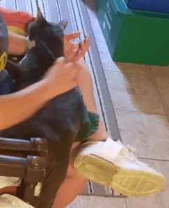 BellenPaws.com - Belle and Meds