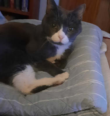 Psychogenic Alopecia: The Quiet Clues and Noticing What Comes Before the Fur Loss