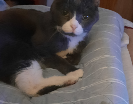 Belle on Her Blanket