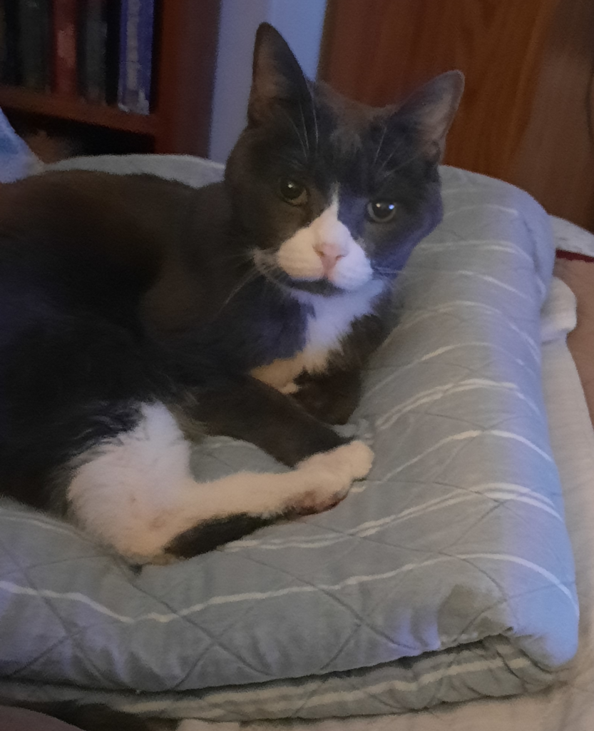 Belle on Her Blanket