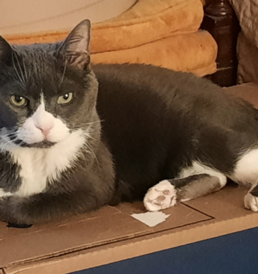 Why Senior Pets Bond Differently Than Younger Animals