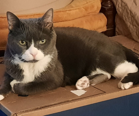 Why Senior Pets Bond Differently Than Younger Animals