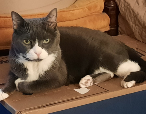 BellenPaws.com - Belle on Box