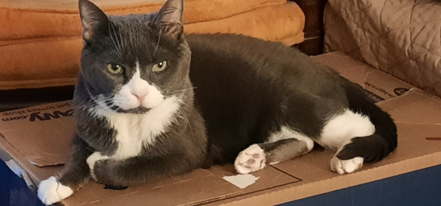 Why Senior Pets Bond Differently Than Younger Animals