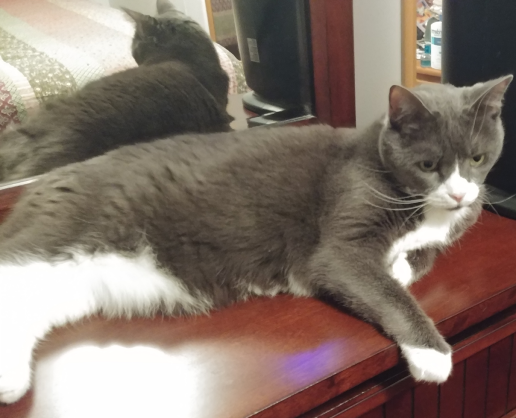 Belle on Bureau