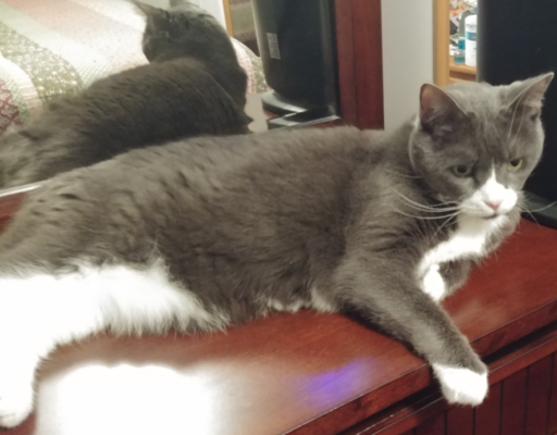 Belle on Bureau