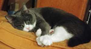 BellenPaws.com - Belle in the chair