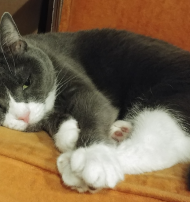 Senior Pet Milestones Owners Should Prepare For