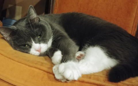 Senior Pet Milestones Owners Should Prepare For