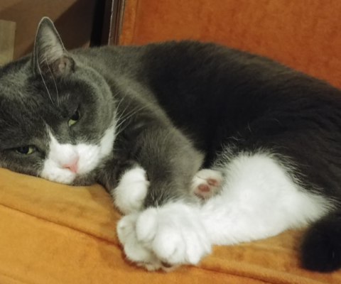 Senior Pet Milestones Owners Should Prepare For