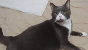 Belle on Comforter
