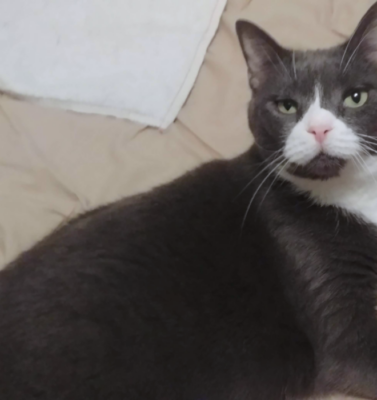 Creating the Ultimate Bucket List for Your Aging Best Friend