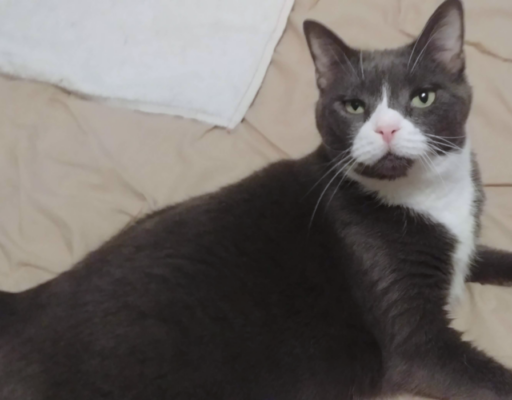 Belle on Comforter