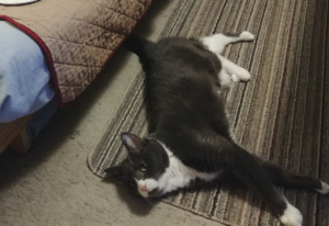 Belle Stretched Out on Floor