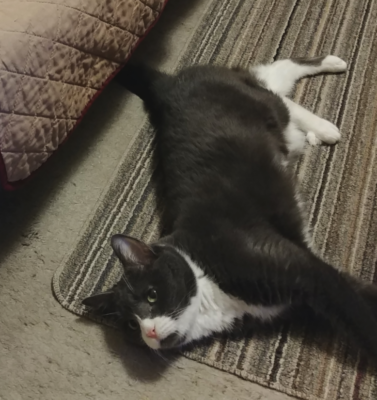 Tracking Your Pet’s Mobility: A Daily Journal Approach