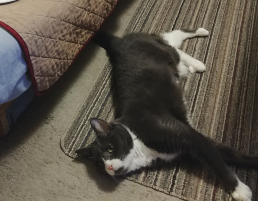 Belle Stretched Out on Floor