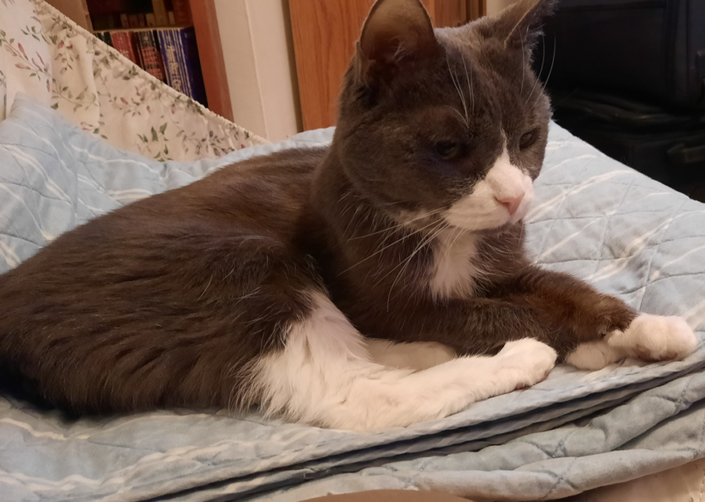 Belle on Her Comforter Making Biscuits