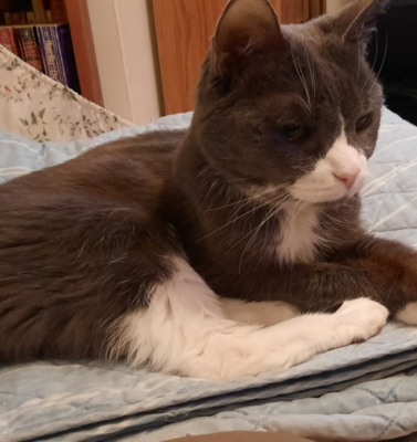Declawed Cats and Psychological Trauma: Understanding the Fear of Defenselessness