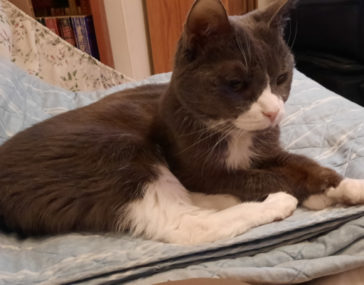 Belle on Her Comforter Making Biscuits