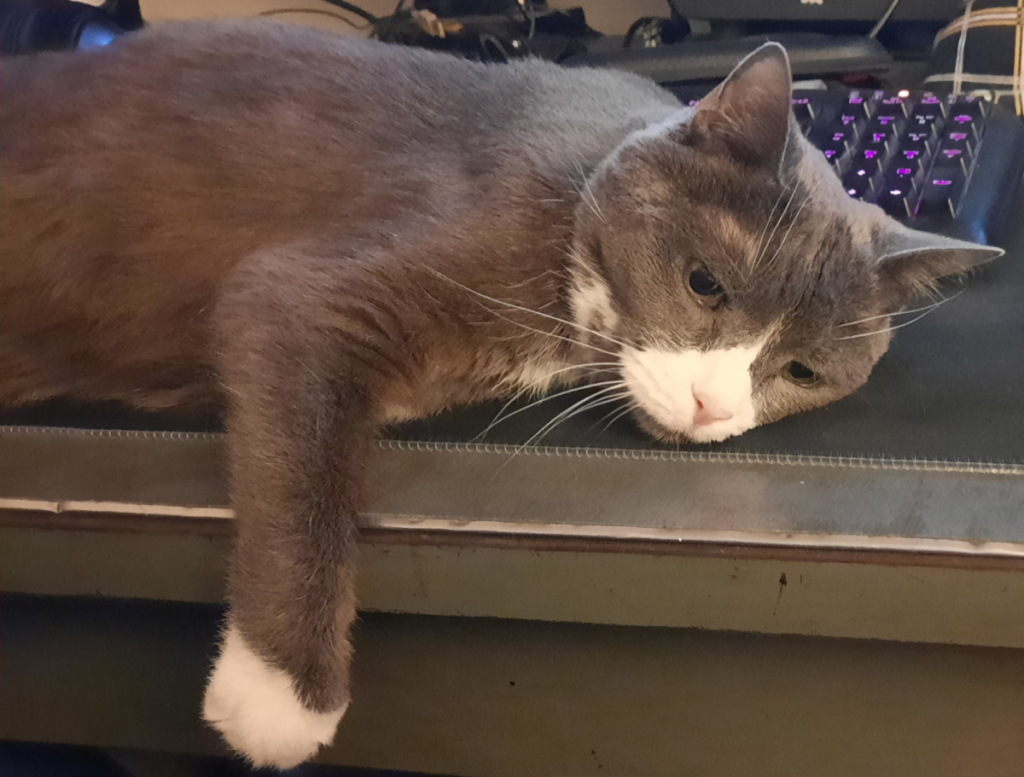 Belle on Keyboard