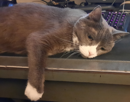 Belle on Keyboard