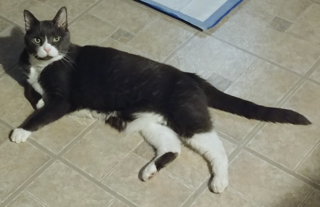 Belle on the Kitchen Floor