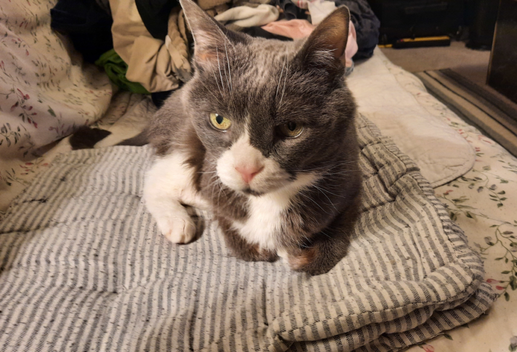Belle Sitting on Her Favorite Pillow