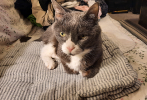 Belle Sitting on Her Favorite Pillow