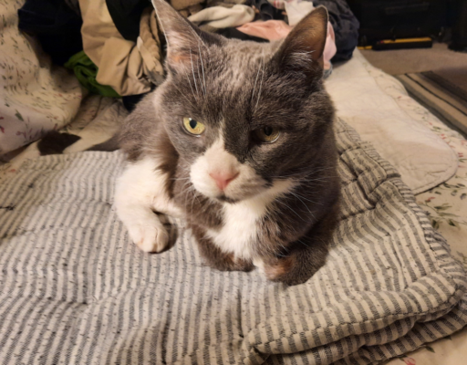 Belle Sitting on Her Favorite Pillow
