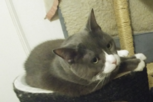 Belle on Tree Left Side