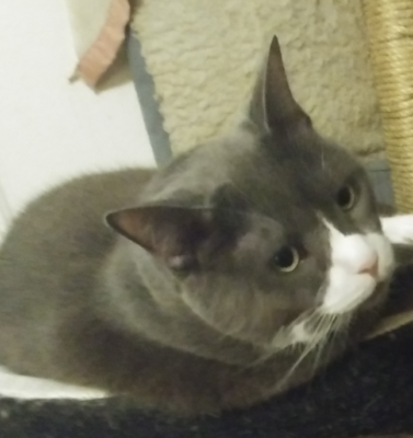 It’s Not Just a Number: Rethinking What “Age” Means for Our Pets