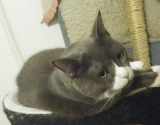 Belle on Tree Left Side