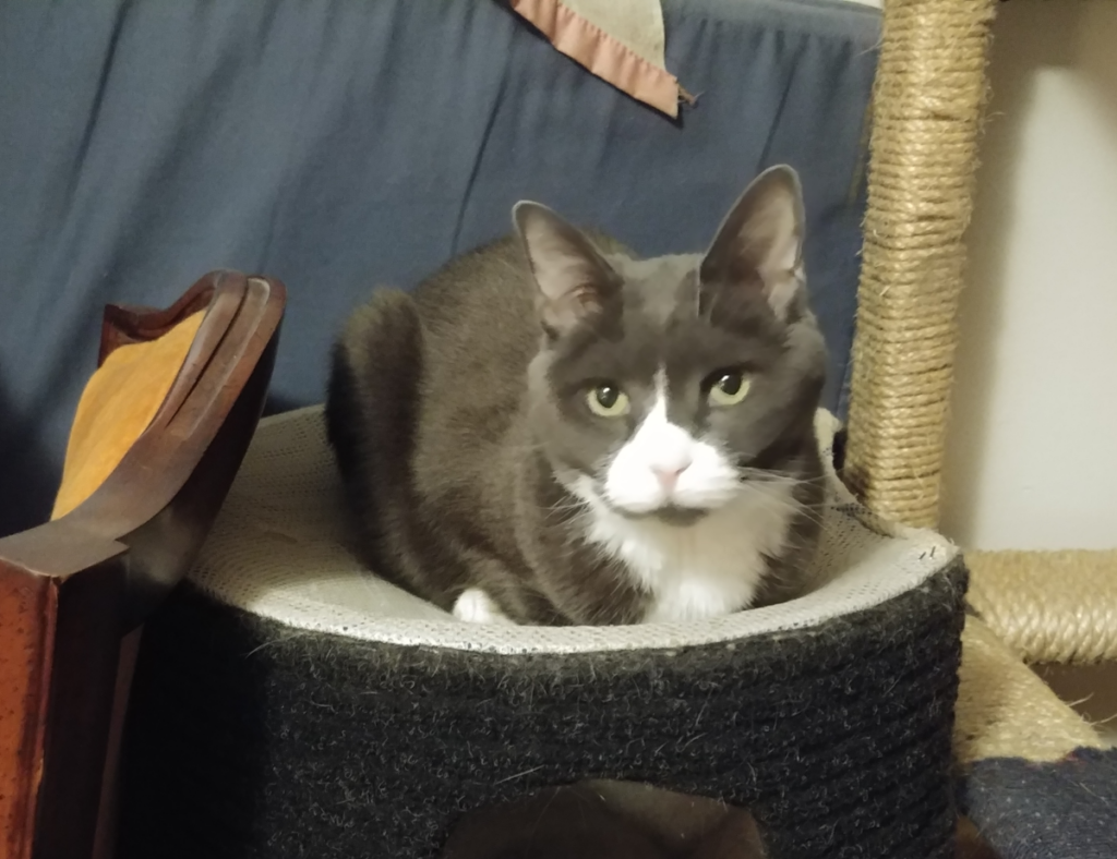 Belle in Tree Net Bed